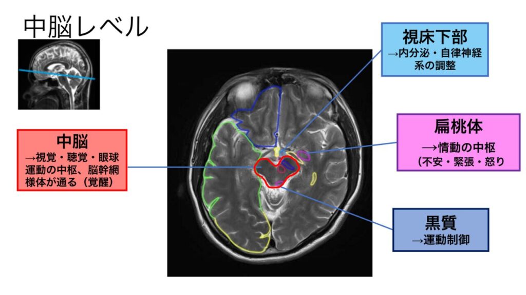 中脳